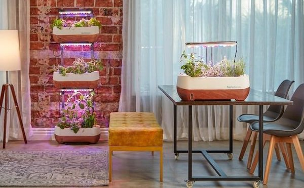 Comment cultiver un jardin intérieur en appartement ?